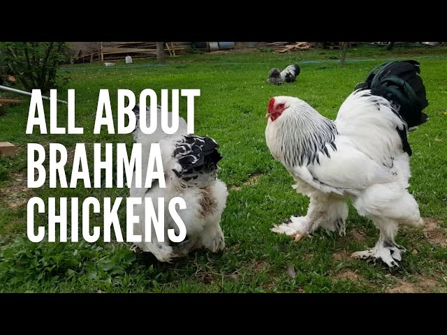 Brahma Chickens: All You Need to Know About Them