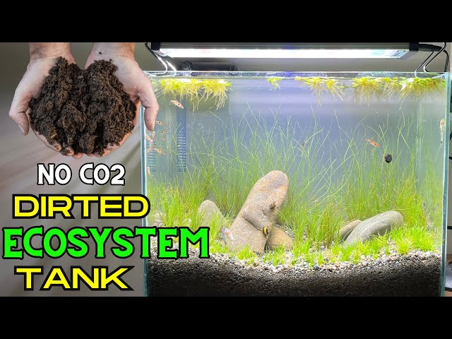 Low Tech, Low Budget, No Co2, Dirted Nano Aquarium! Step By Step, Aquascape Tutorial, 2024