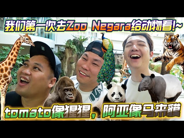 我们第一次去Zoo Negara当动物表演给动物看，tomato像猩猩，阿亚像马来貘