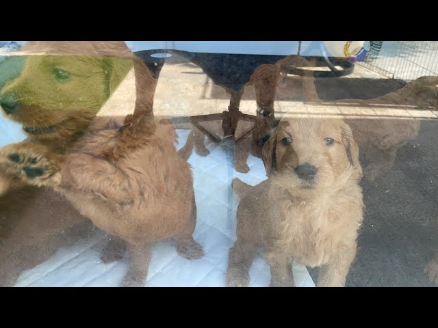 Playing with Puppies, Feeding and Trimming Nails