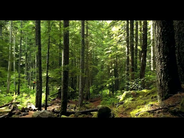 Beautiful View of Nature WhatsApp Status Video by Trip for Two