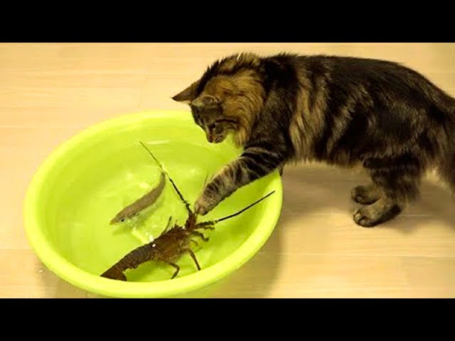 Funny Cats Videos Will Make You Laugh #180 - Funniest Animal Videos