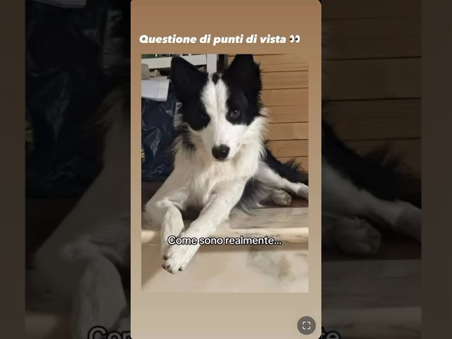 #perte #cane #bordercollielove #pets #bordercollieworld #bordercollie #amore #canedivertente #cani