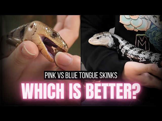 Pink vs Blue Tongue Skinks | Care, Diet, Setup, Handling & More