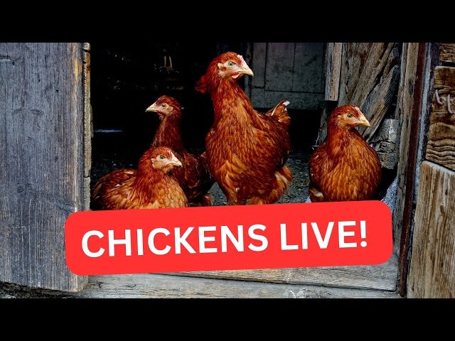 Free Range Chicken Coop Live Streaming with MY Alabama Farm Life! 2/14/2025 Daytime.