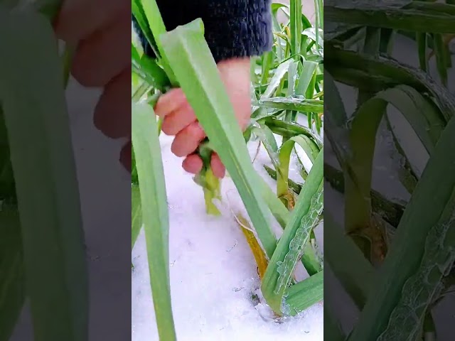 Winter Leeks Harvesting