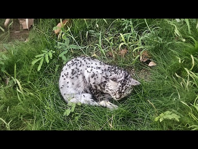 Injured stray cat, weak in grass, preyed on by flies, transforms after three months of rescue