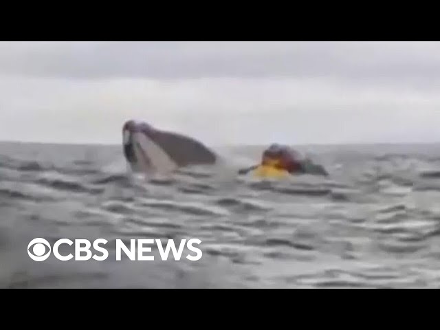 Whale swallows kayaker and then spits him out off Chilean coast