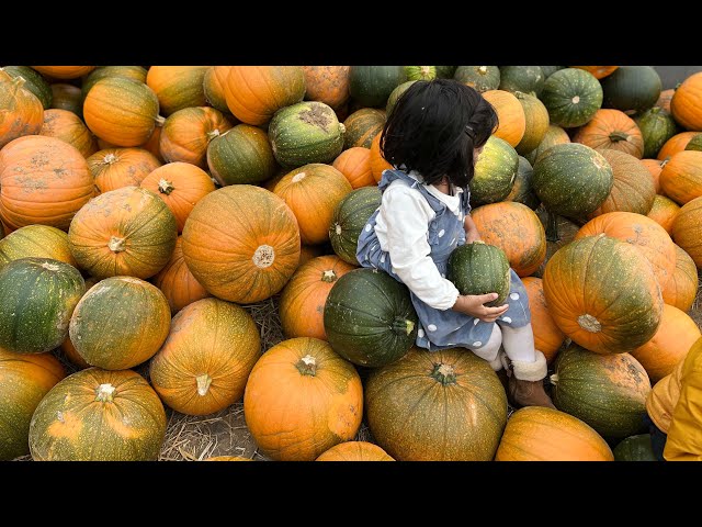 🎃 Pumpkin Hunting 🎃