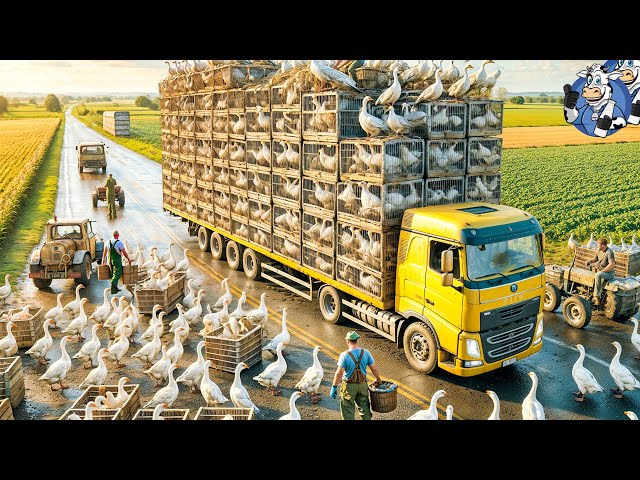 Transporting Goose This Way - Idiots Driving Heavy Equipment Fails | Agriculture Technology