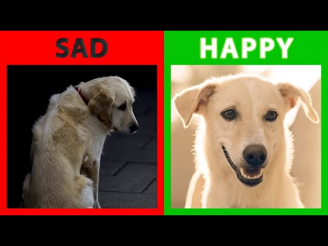 🐕 Is Your Dog Happy Or Sad? Top 10 Signs Your Dog Is Happy With You!