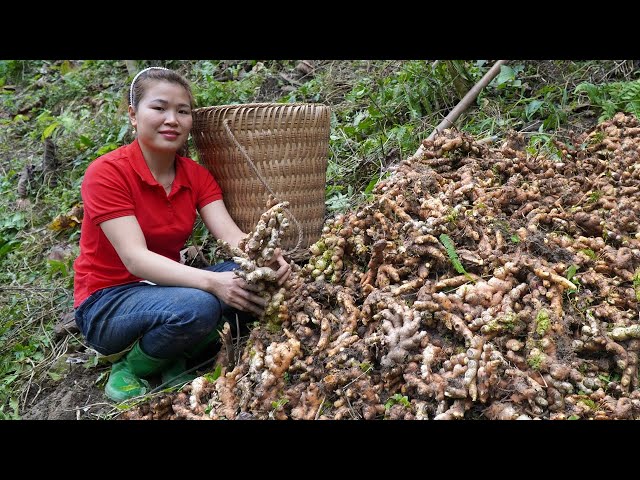 Lieu Harvest and grow 30kg of Ginger on the farm. Free life (ep175)