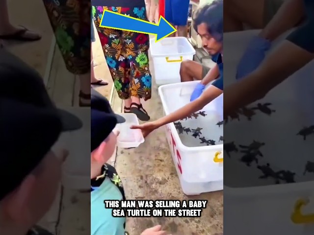 The Amazing Rescue of the Baby Turtle! 🐢🌊 A Heartwarming Journey to Safety