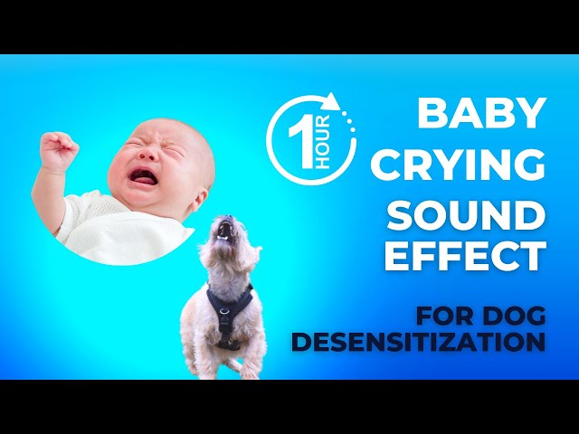 Baby Crying Sound Effect for Dog Training | Desensitize Your Dog to Baby Sounds | 1 Hour