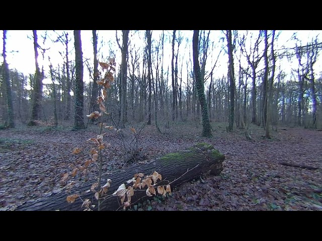 9 janvier 2025   LA FORÊT au jour le jour   VR180 3D   8K   CALF   VISINSE