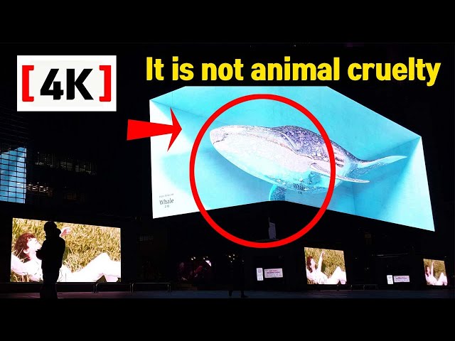 [4k] What happed Korea? A large whale was trapped in a building. The wave Seoul 초대형 고래도 담아 버린 웨이브