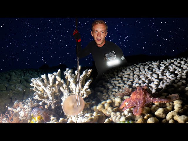 Walking the reef at night- Searching for Wild Octopus