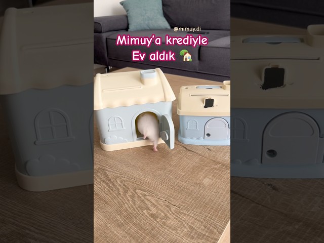 Mimuya ev aldık oyuncak kumbara 🏡 reklam hamster evi #hamsterhouse