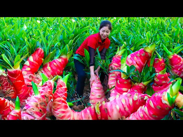 Harvesting Galangal & Goes To Market Sell | Gardening And Cooking | Lý Tiểu Vân