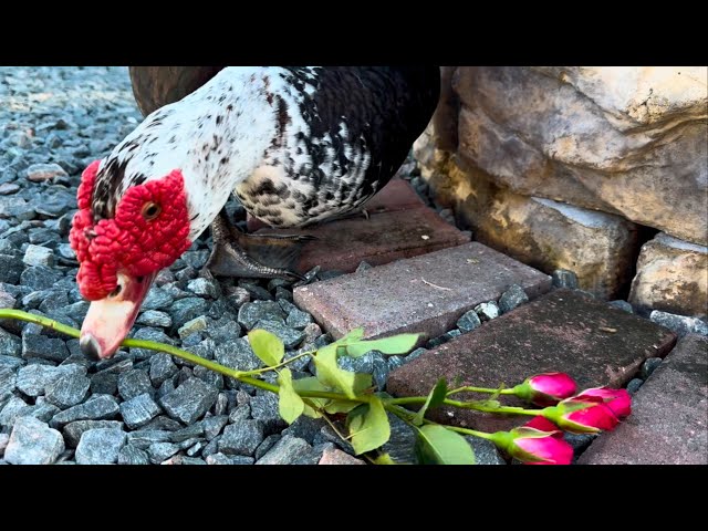 Happy Valentine's Day from My Ducks