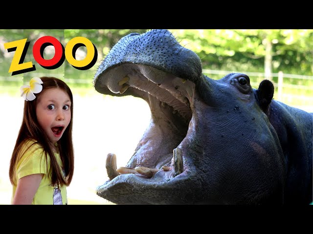 Close up with Hippos! Animal Zoo Adventure!