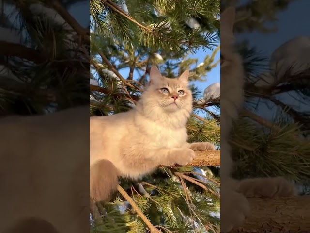 cute cat | super day ☀️ #cutecat #supercute #superday #supercat