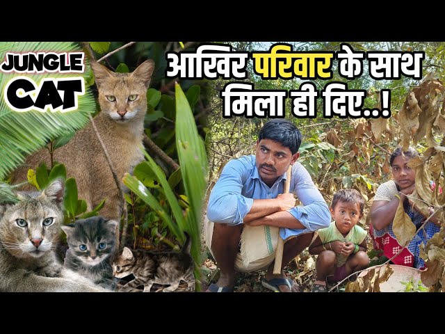 🙏आखिर जंगली बिल्ली परिवार के साथ मिलाहि दिए ..! Sandip Reshma Vlogs | SR EKKA VLOGS #vlog #animals