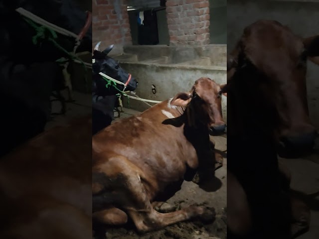 new video my cows #treanding video#short feed video #new vlogs my chenal virel video