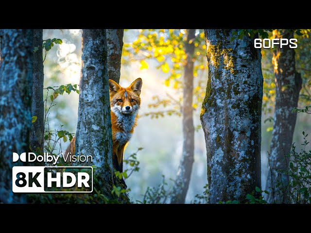 The Majestic World Through 8K HDR (60 FPS) | Dolby Vision™