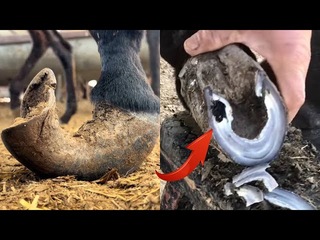 The Donkey Is So Pitiful! It Can't Walk Normally【DONKEY HOOF SAVIOR】#SaveAnimal