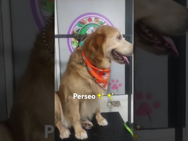 Baño #golden retriever Perseo