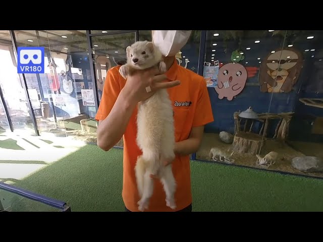 3D 180VR 4K Cute & Lovely Sleephead Ferret   Children love ferret and want to keep as pets