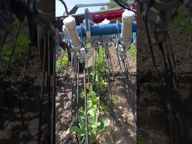 Tine Weeding Organic Soybeans With Hatzenbichler Air Flow Tine Weeder (In Row View)