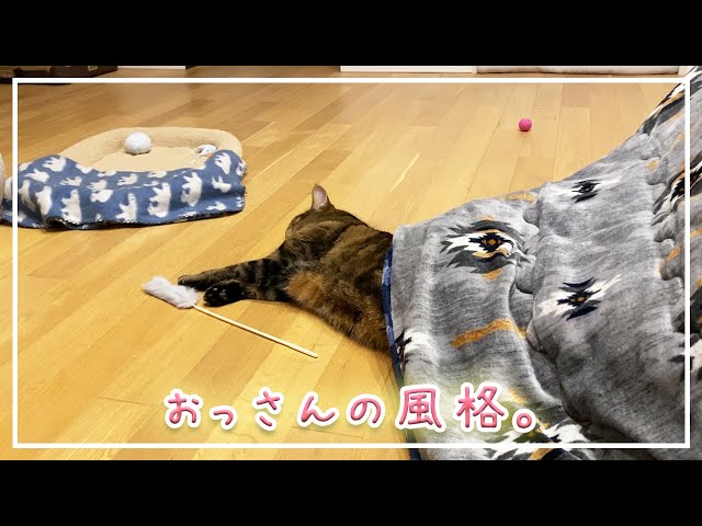 【ほっけ】３歳なのにおっさんの風格を出し始めたネコ【アメショ】#猫