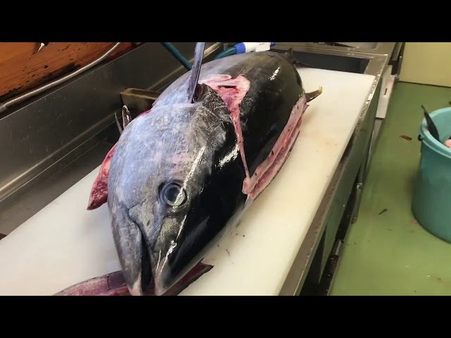 Tuna cutting demonstration by Tsumoto - Tsumoto ultimate bleed out method #04