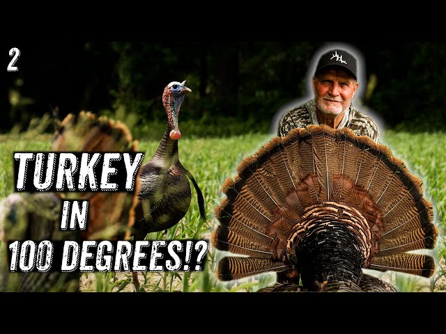 COMING in HOT  |  MID-DAY TURKEY HUNTING