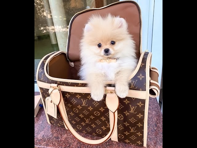 Funny Pomeranian Puppies 😍 Pomeranian Dog - Pomeranian puppy video - Funny Animals