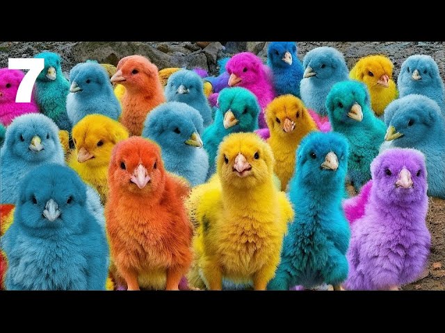 World Cute Chickens, Colorful Chickens,Cat Cute Animals, Rainbows Chickens, Cute Ducks, Rabbits