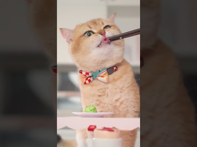 [Cat ASMR] Eating Food So Lovely EP. 2 💕😂🕙🐕😍