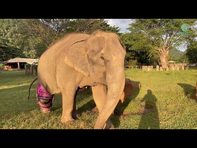 Heartwarming Moment Of Dislocated Knee Elephant Mae Mai And Big Step In Her Life - ElephantNews