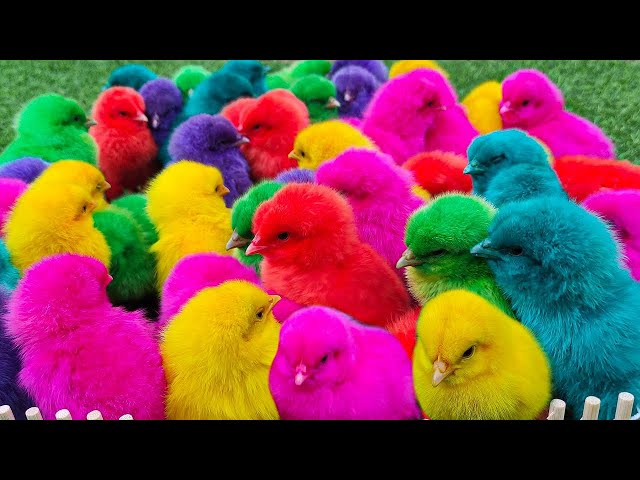 World Cute Chickens, Colorful Chickens, Rainbows Chickens, Cute Ducks, Cat, Rabbits,Cute Animals🐤🐣🪿🐟