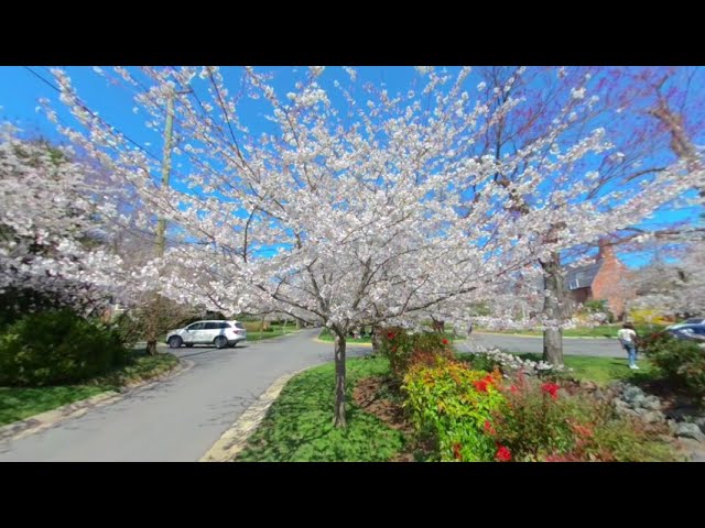 Cherry Blossoms Bethesda Tour 3D 180 VR