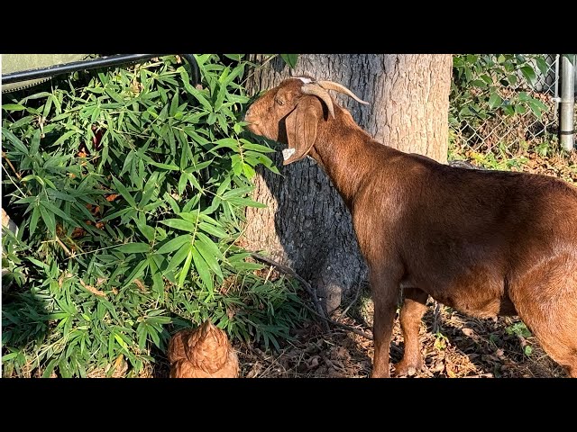 Baby goat time