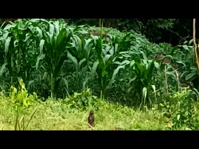 Mongoose Adventures in the Homestead Maize Plantation|Birds Sounds#viral