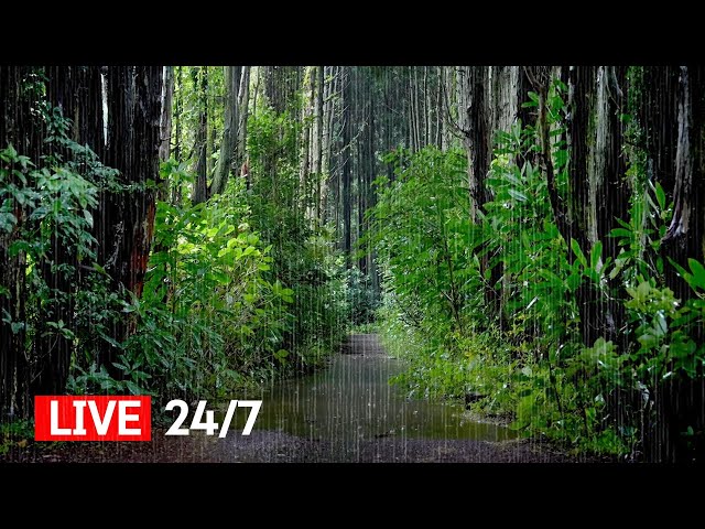 Rain Sounds in the Forest Path for Sleeping - Heavy Rain that makes you Fall Asleep, Relaxation