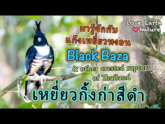 Black Baza & Other Crested Raptors of Thailand | Unique Birds of Prey