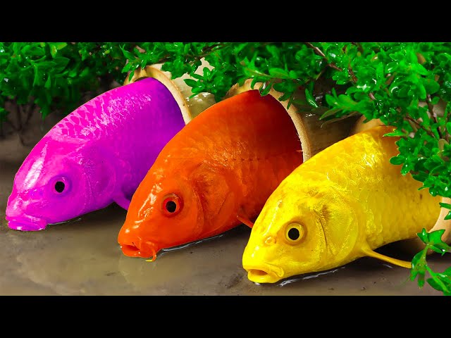 Stop Motion ASMR Experiment - Catching Eel Eggs, Seafood, Catfish RAINBOW CARP Primitive Cooking