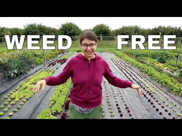 Never Weed Again!  Our Landscape Fabric Explained