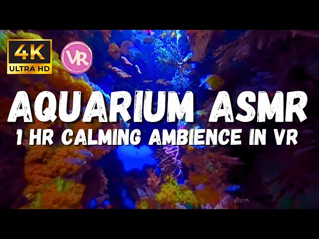 4k Underwater Ambiance: Breathtaking Explore The Underwater World In Stunning 4k Vr 180 3d