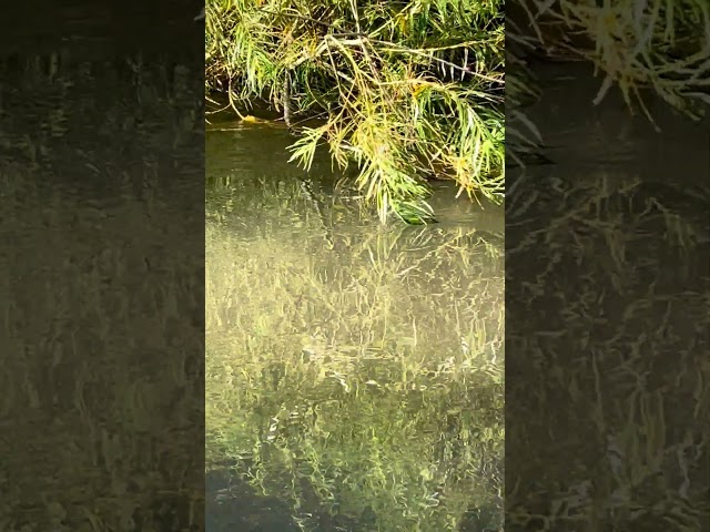 #meditation #peaceful #moment #mindfulness#tranquility of the #river